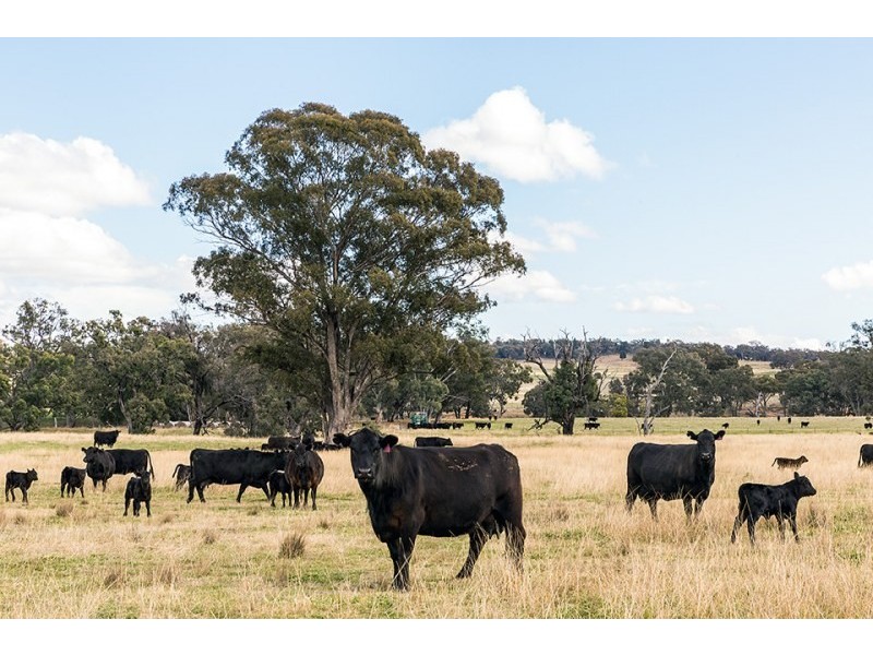 69 Upper Mebul Road, Mudgee NSW 2850