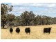 2327 Goolma Road, Mudgee NSW 2850