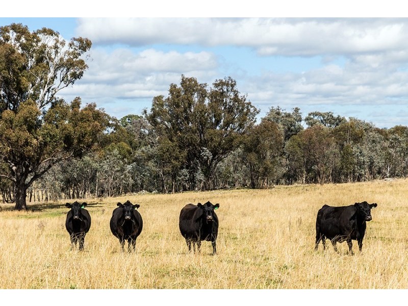 2327 Goolma Road, Mudgee NSW 2850