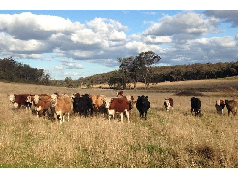 308 Turill Bus Route, Mudgee NSW 2850