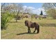 350 Lowes Peak Road, Mudgee NSW 2850