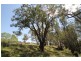 65 Guroba Road, Mudgee NSW 2850