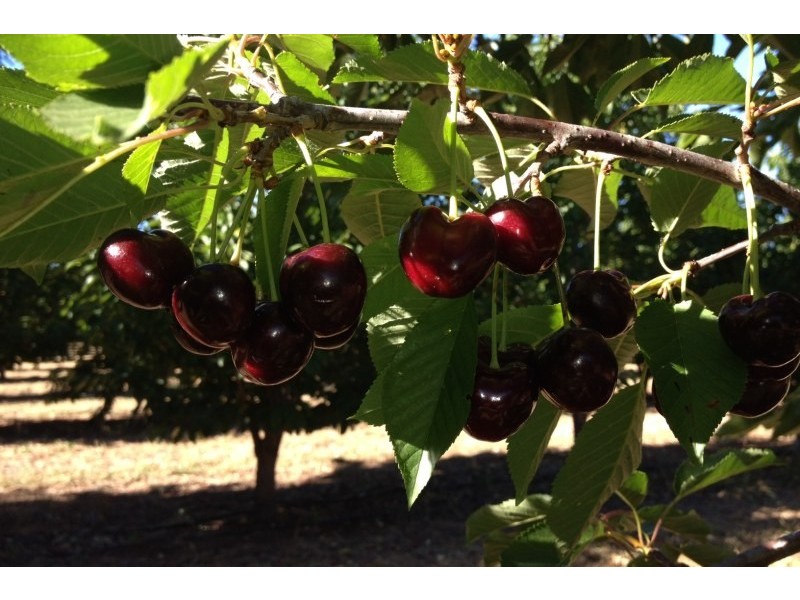 108 Eurunderee Lane, Mudgee NSW 2850