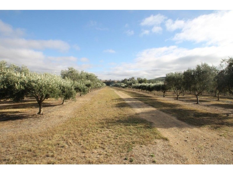 409 Botobolar Road, Mudgee NSW 2850