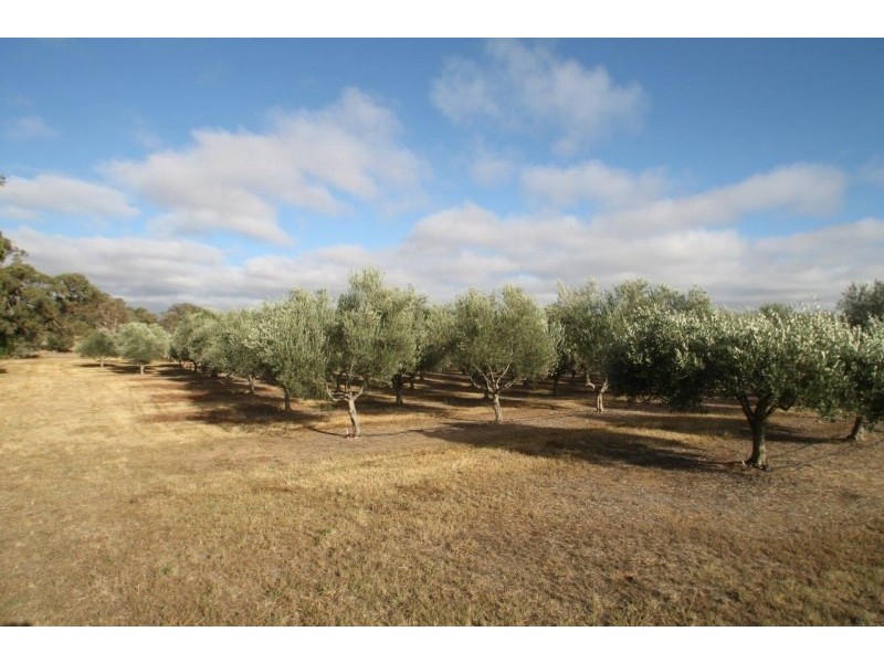 409 Botobolar Road, Mudgee NSW 2850