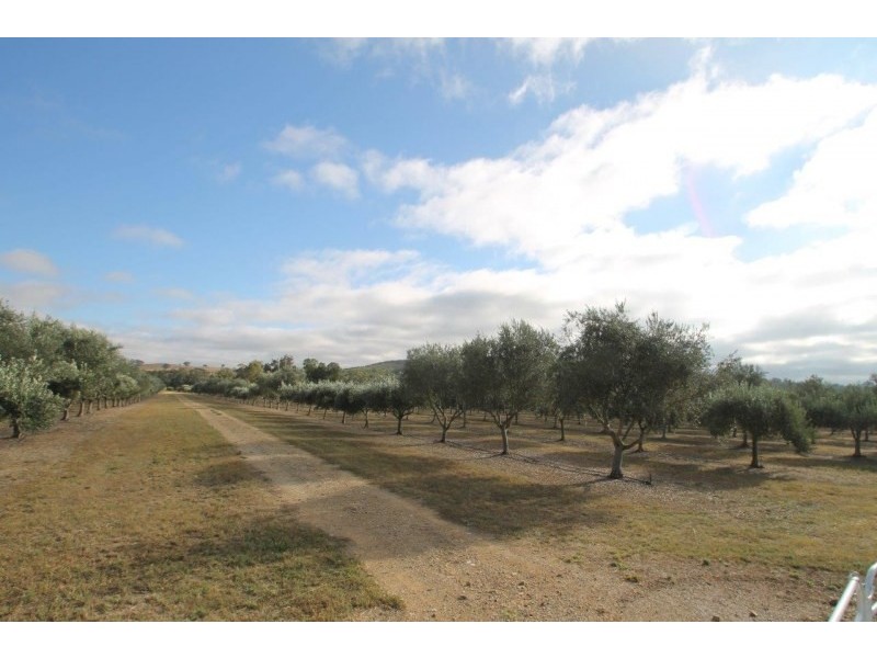 409 Botobolar Road, Mudgee NSW 2850