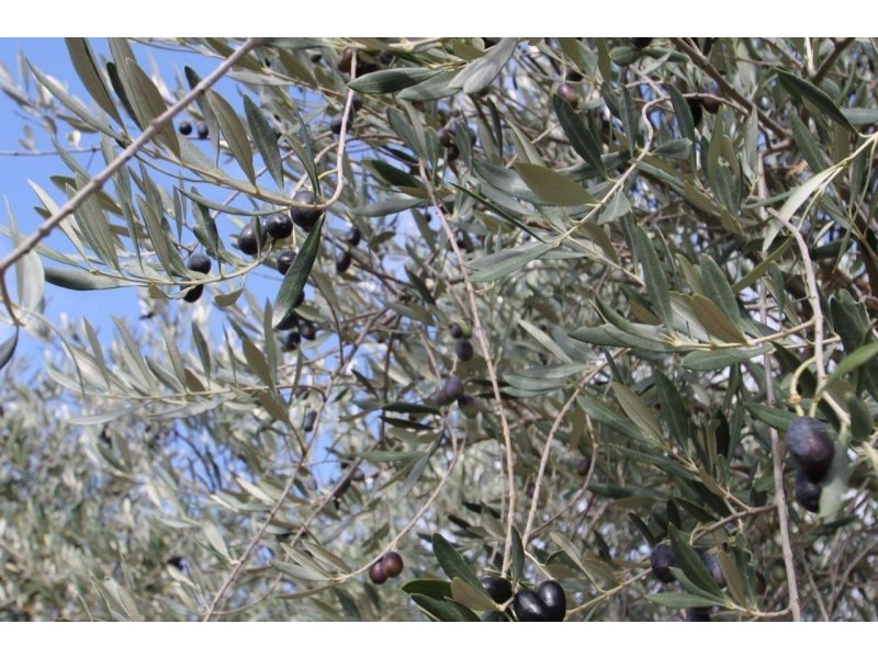 409 Botobolar Road, Mudgee NSW 2850