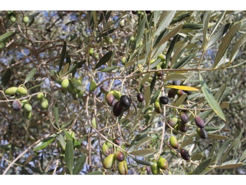 409 Botobolar Road, Mudgee NSW 2850