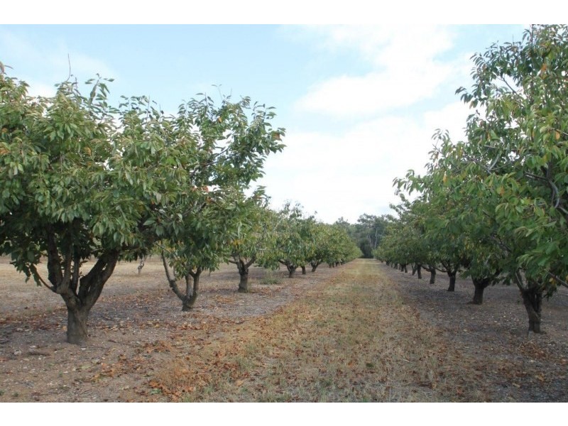 409 Botobolar Road, Mudgee NSW 2850