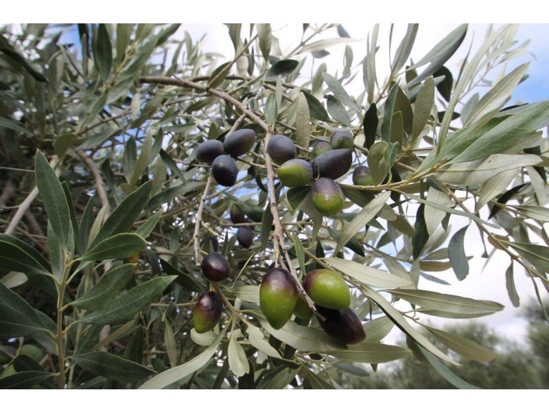 409 Botobolar Road, Mudgee NSW 2850