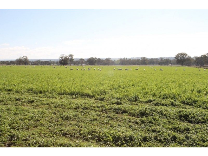 199 Gamble Creek Road, Coolah NSW 2843