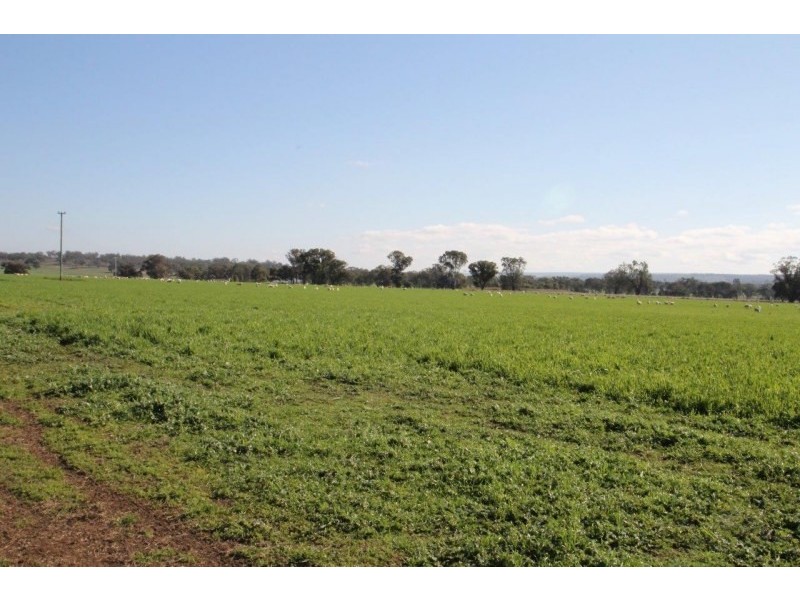 199 Gamble Creek Road, Coolah NSW 2843