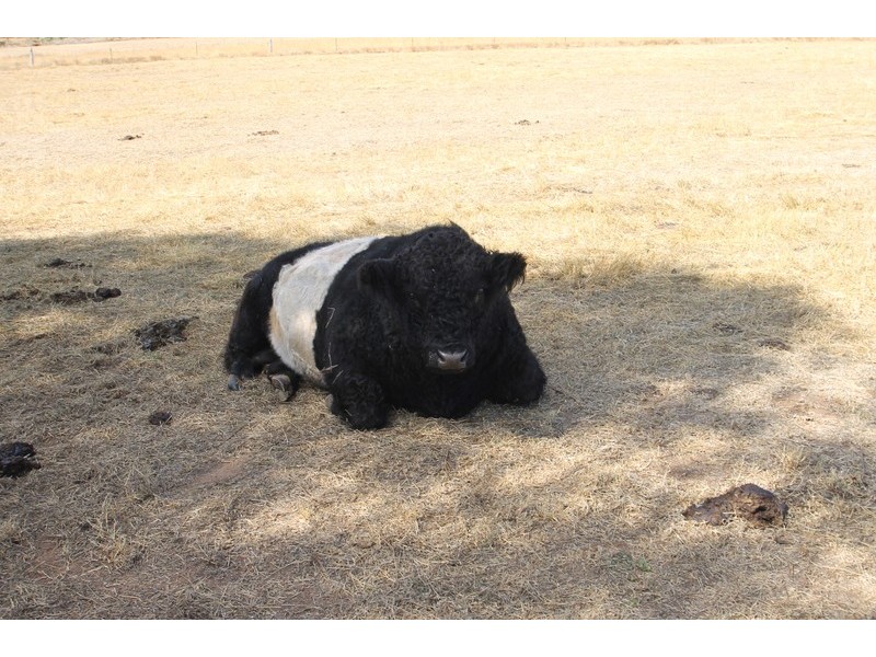 98 Norris Lane, Mudgee NSW 2850