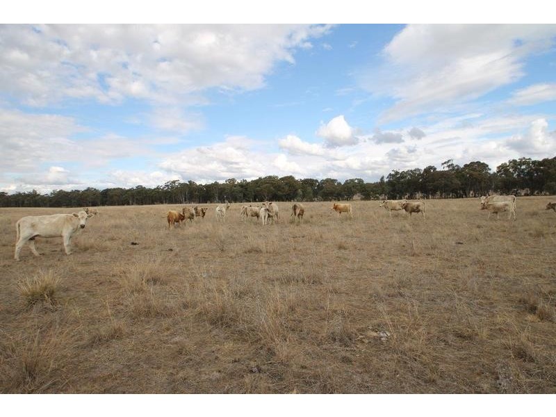 1515 Blue Springs Road, Gulgong NSW 2852