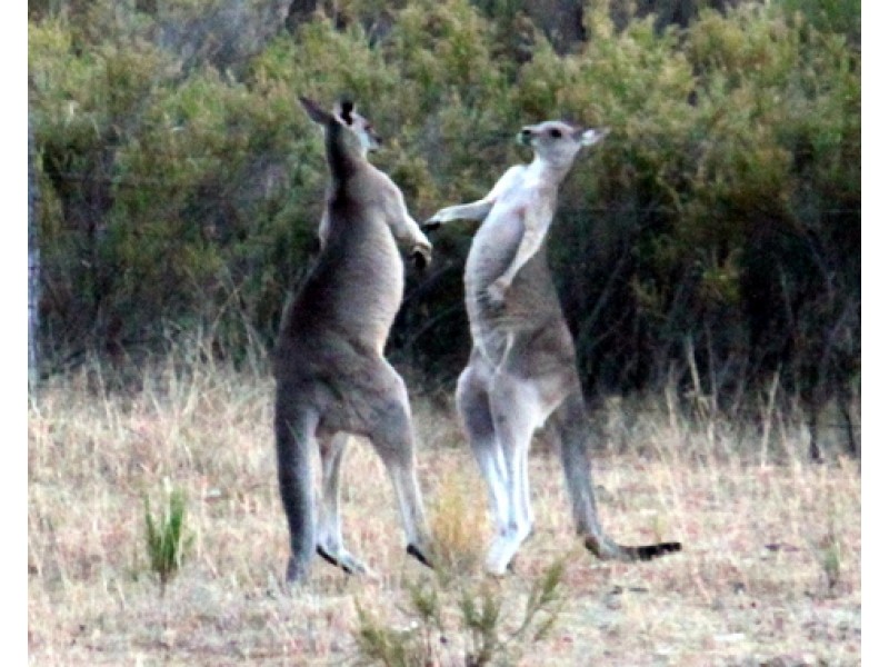 Lot 296, 758 Pyramul Road, Mudgee NSW 2850