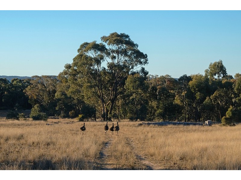 929 Ridge Road, Mudgee NSW 2850