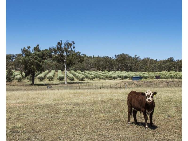 408 Botobolar Road, Mudgee NSW 2850