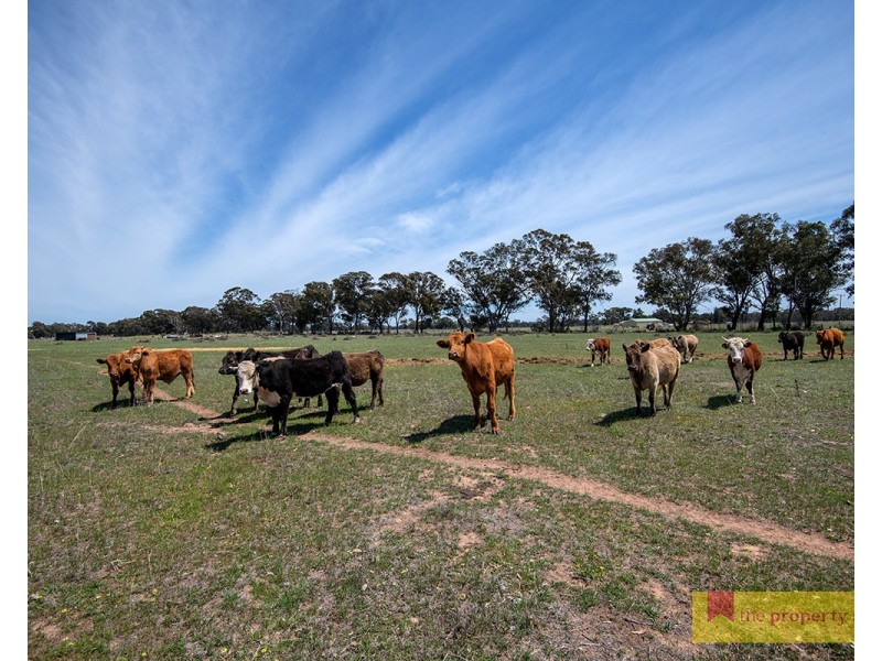 82 Nugget Lane, Gulgong NSW 2852