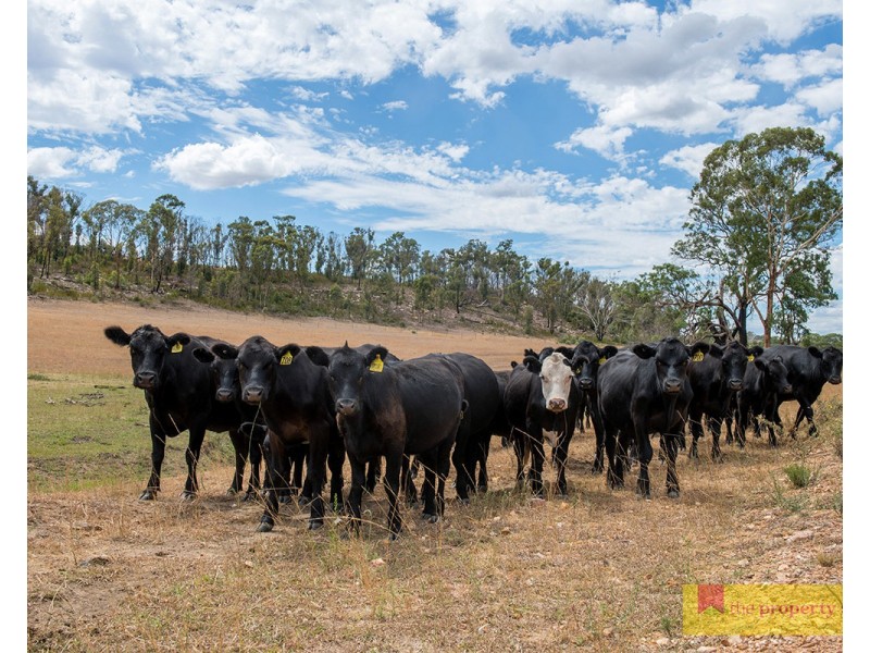 308 Turill Bus Route, Mudgee NSW 2850