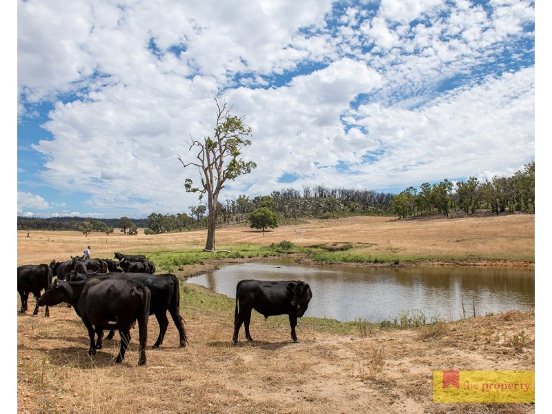 308 Turill Bus Route, Mudgee NSW 2850