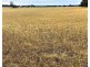 Snelsons Lane, Gulgong NSW 2852