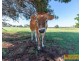 2975 Ulan Road, Mudgee NSW 2850