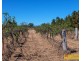 142 Black Springs Road, Mudgee NSW 2850