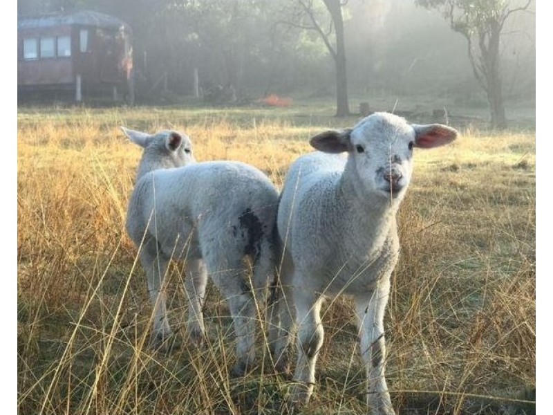 112  Wyaldra Lane, Mudgee NSW 2850