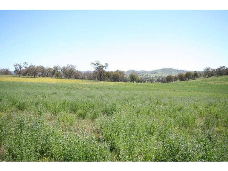 Gulgong NSW 2852