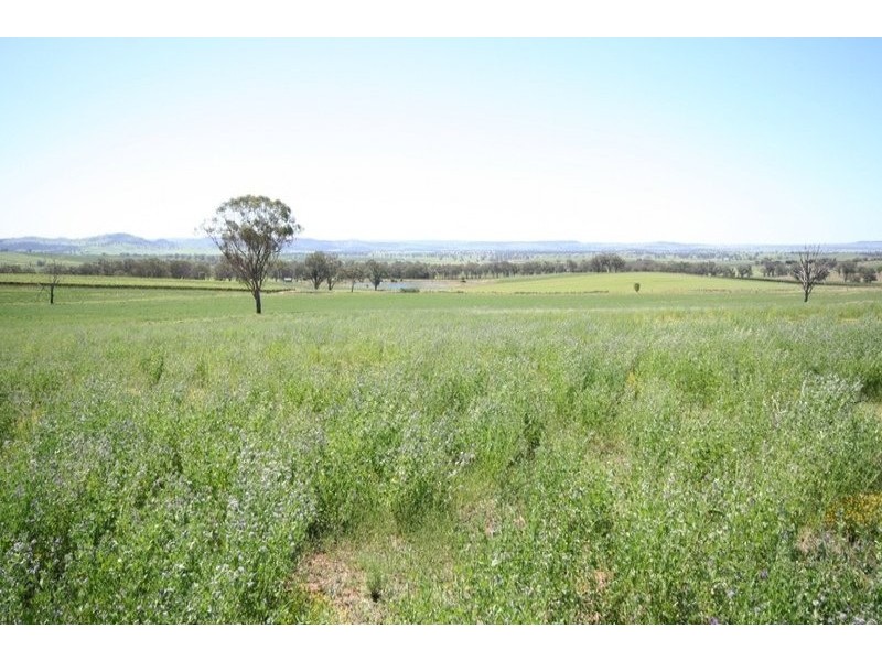 Gulgong NSW 2852