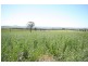 Gulgong NSW 2852