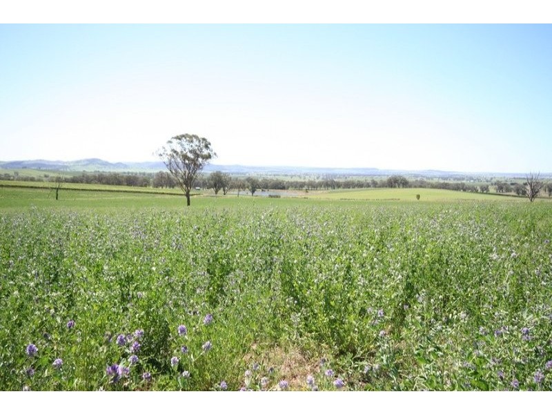 Gulgong NSW 2852