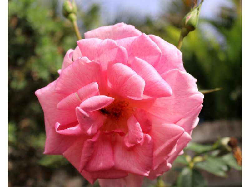 23 Randolph Street, Graceville QLD 4075