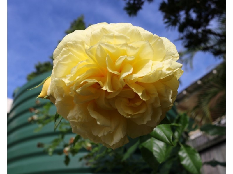 23 Randolph Street, Graceville QLD 4075