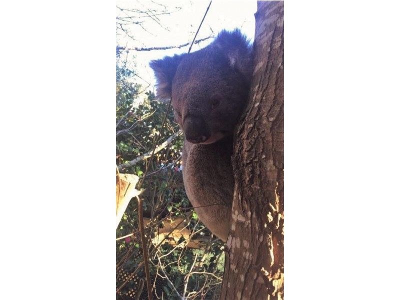 4 Pirralilla Place, Stirling SA 5152