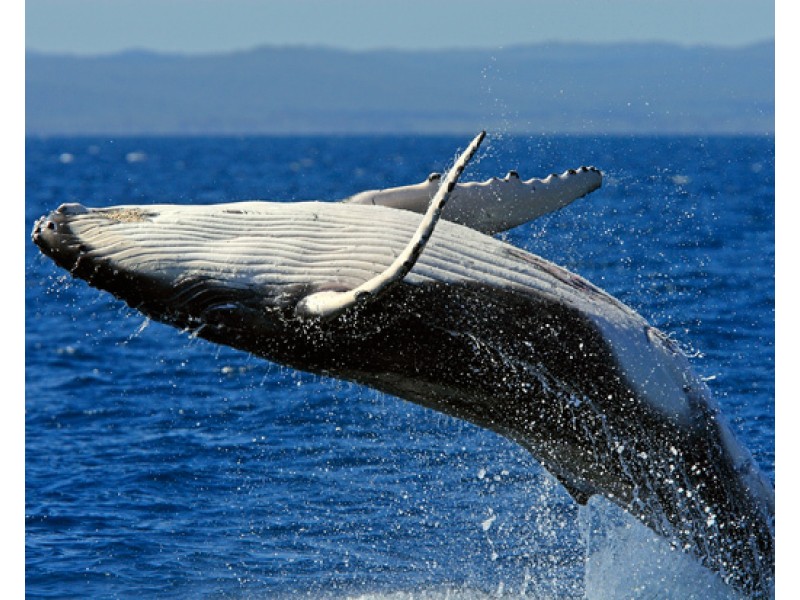 9 Barton Court, Encounter Bay SA 5211