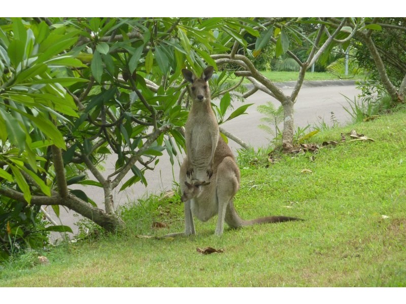 18 Whistler Ridge Drive, Yandina Creek QLD 4561