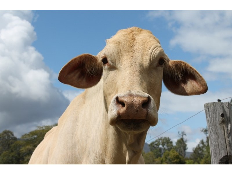 347 Mundoolun Road, Boyland QLD 4275