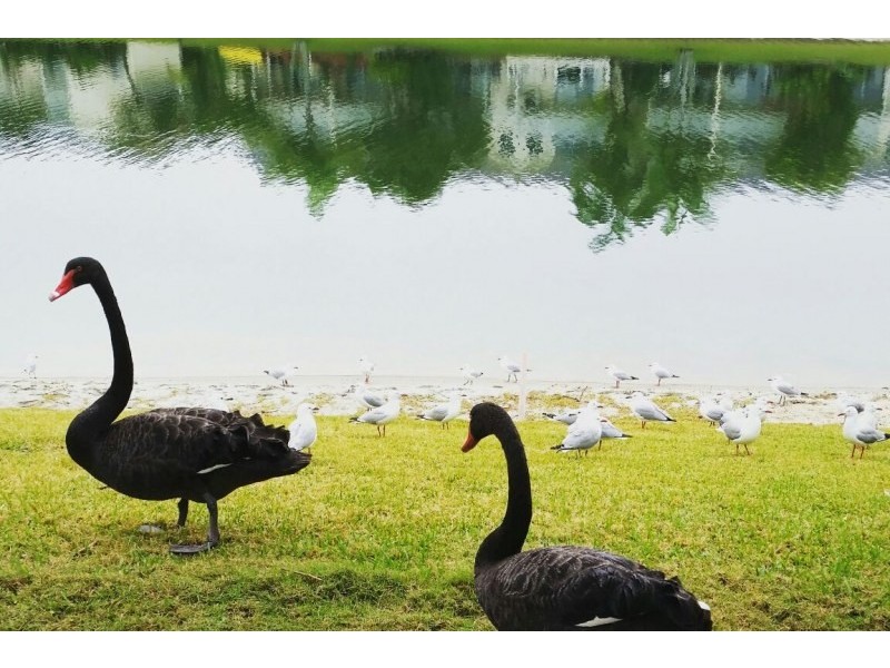 69 Guineas Creek Road, Currumbin Waters QLD 4223