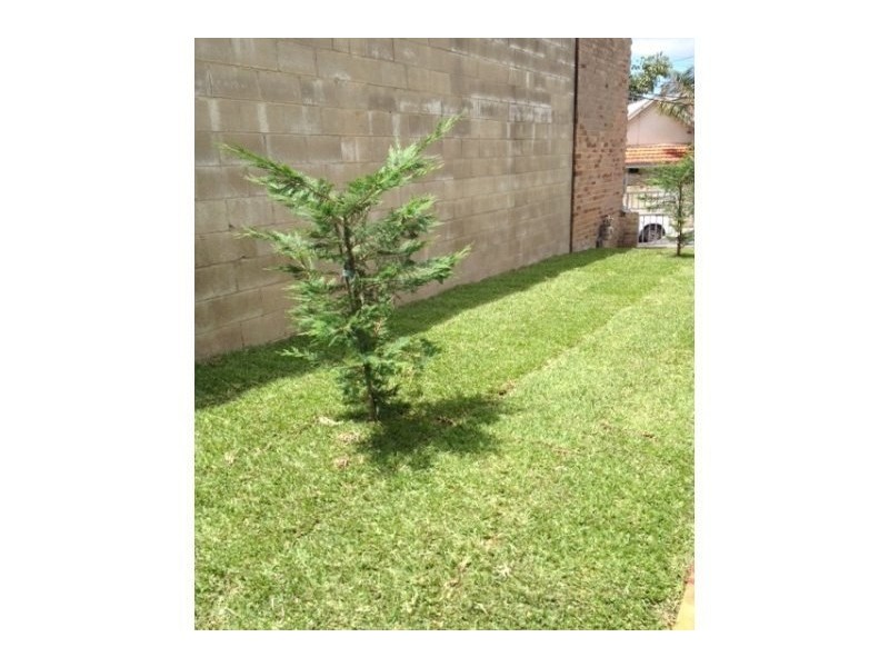 3/11 Albion Street, Annandale NSW 2038