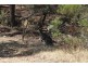 1242 Yass River Road, Murrumbateman NSW 2582