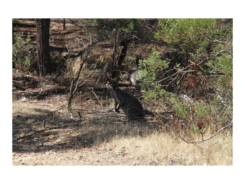 1242 Yass River Road, Murrumbateman NSW 2582