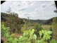 475 Yango Creek Road, Wollombi NSW 2325