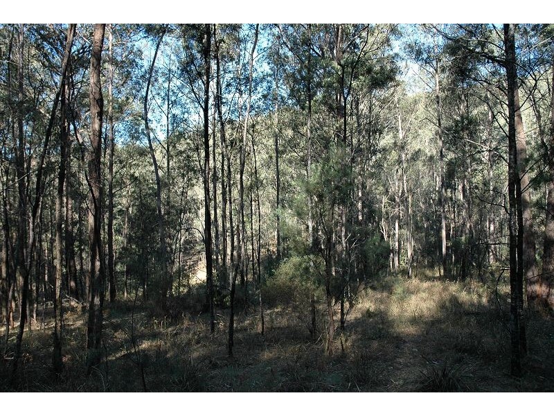 259 Boree Track, Laguna NSW 2325