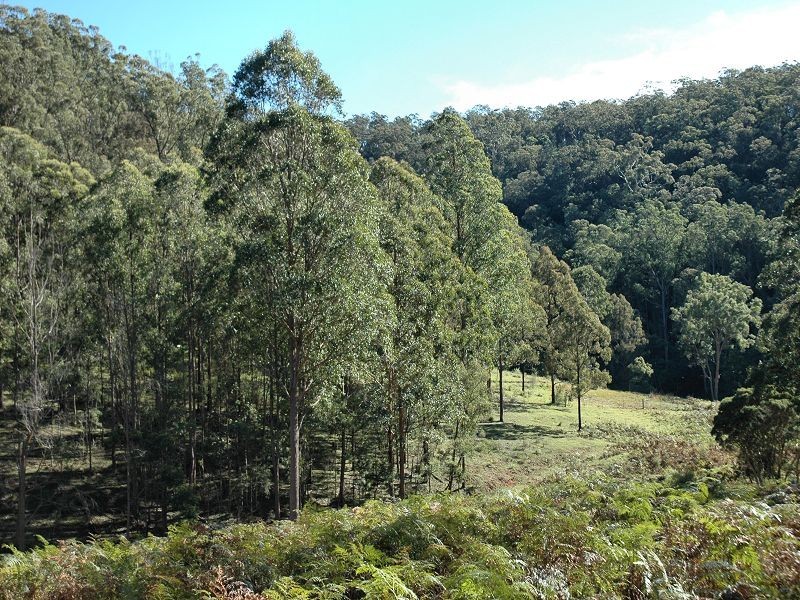 Laguna NSW 2325