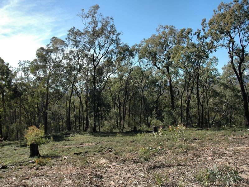 Laguna NSW 2325