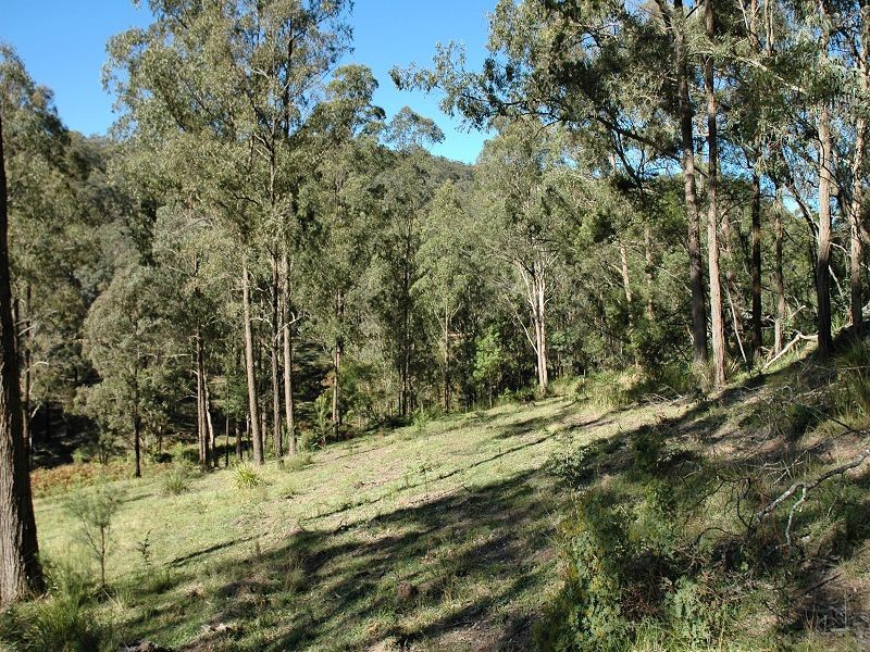 Laguna NSW 2325