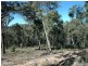 Laguna NSW 2325