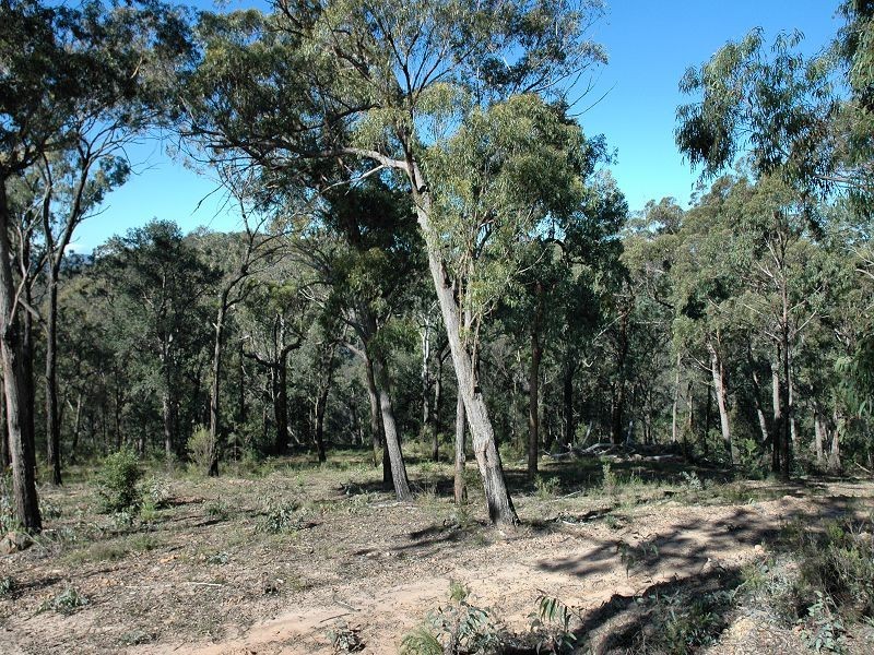 Laguna NSW 2325