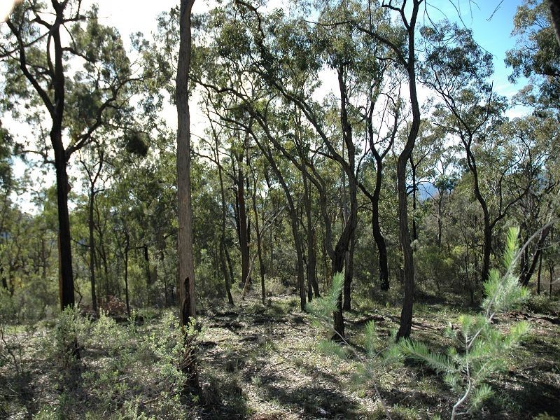 Laguna NSW 2325